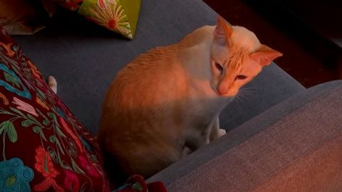 The Circle 2019 - Tim Wilson's cat Bey